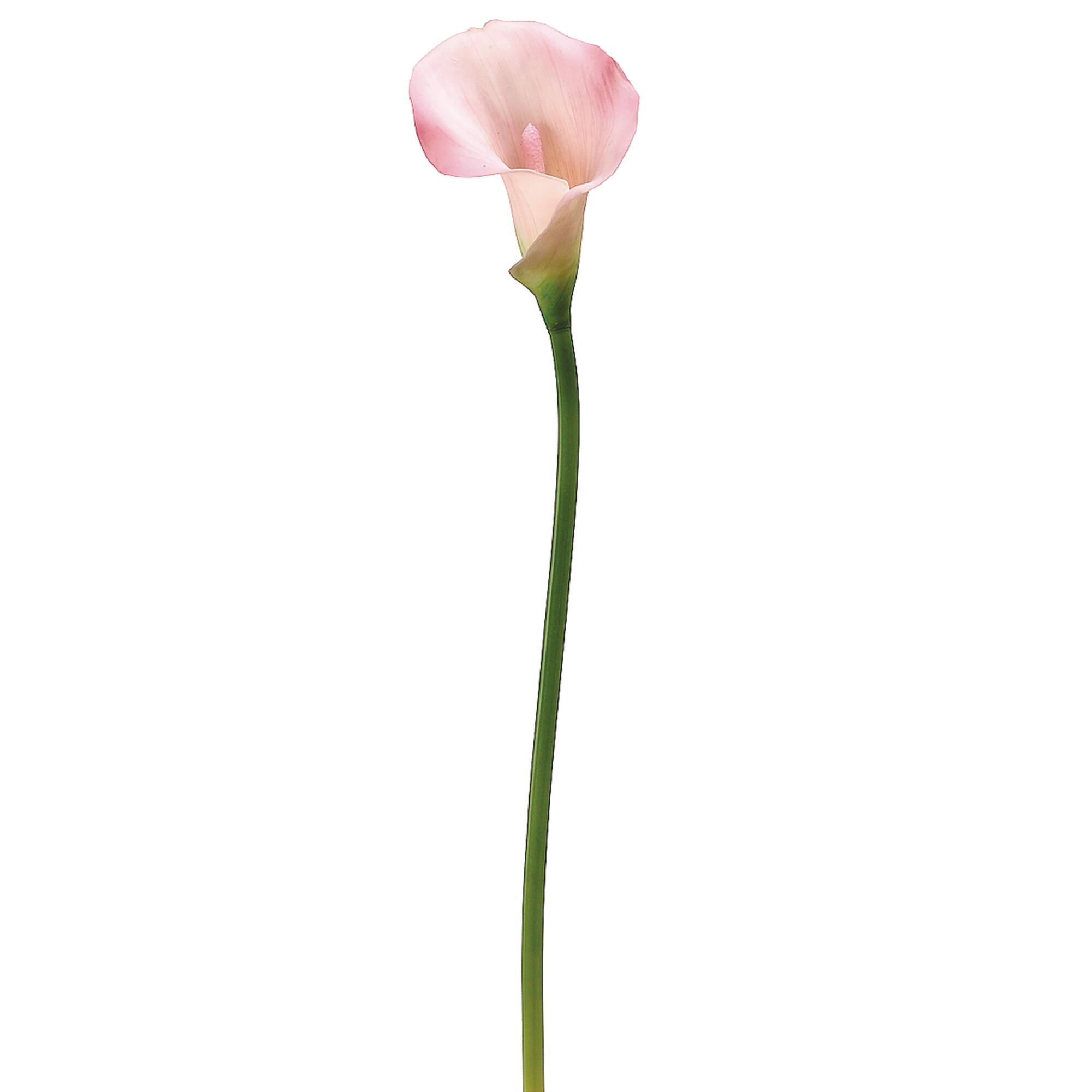 Pink Calla Lily Stem
